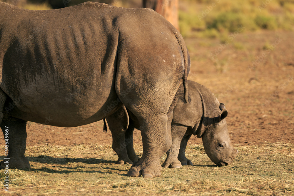 Obraz premium Nashorn