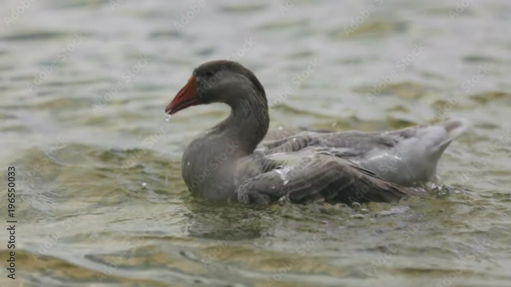 Close up of a grey goose bathing in a lake. Close up of a grey goose bathing in a lake.