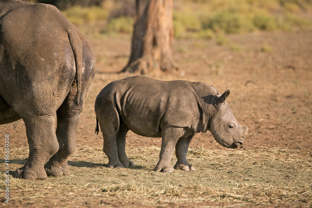 Fototapeta premium Nashorn Baby