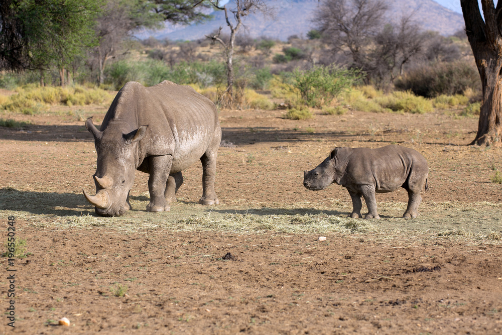 Fototapeta premium Breitmaulnashorn