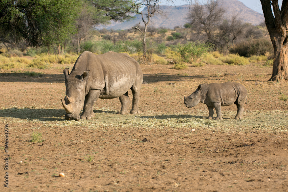Breitmaulnashorn Breitmaulnashorn