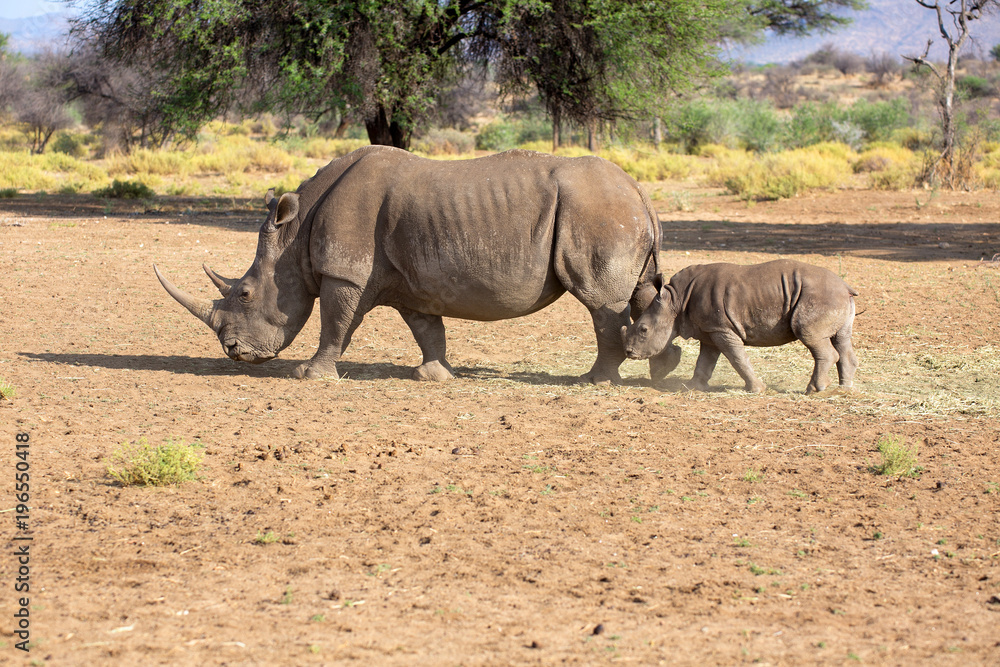 Fototapeta premium Breitmaulnashorn