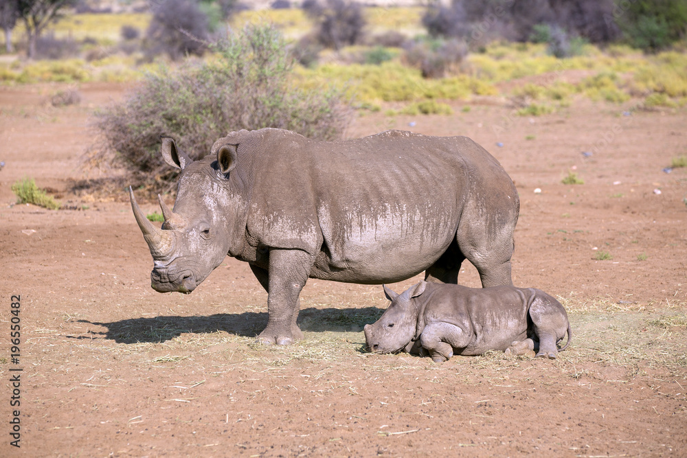 Fototapeta premium Breitmaulnashorn