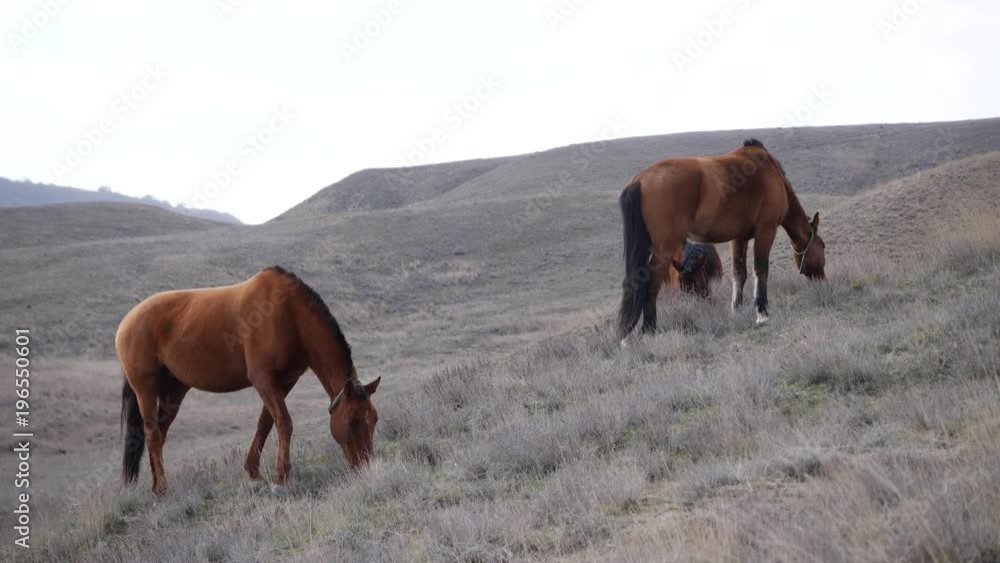 Beautiful view of the animals farm on the nature Beautiful view of the animals farm on the nature