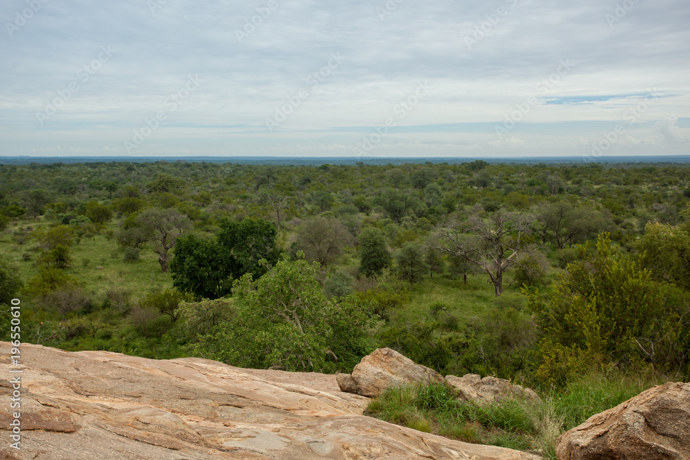 Lush green Landscape in Kruger National Park, South Africa