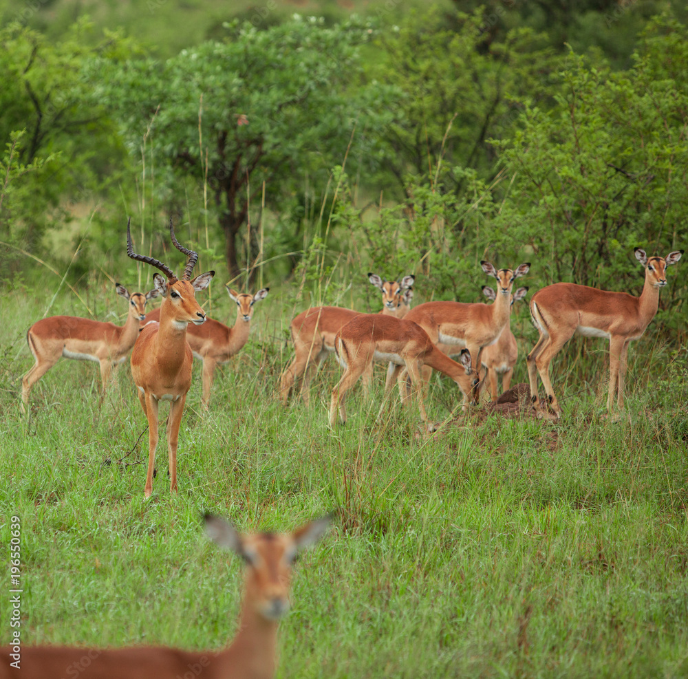 Fototapeta premium A Group of young Impalas in Kruger National Park, South Africa