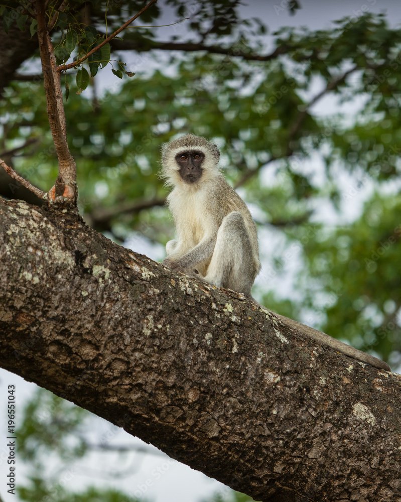 Obraz premium Portrait of a Vervet Monkey sitting in a Tree in Kruger National Park, South Africa