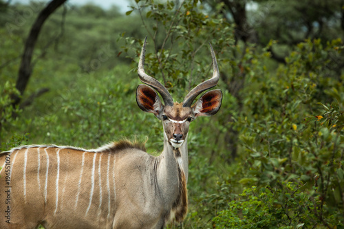 Fototapeta Naklejka Na Ścianę i Meble -  A Kudu, surrounded by Green, looks into Camera in Kruger National Park, South Africa