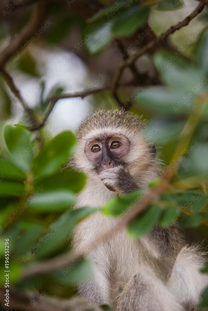 Close-up Portrait of an eating Vervet Monkey sitting in a Tree in Kruger National Park, South Africa Close-up Portrait of an eating Vervet Monkey sitting in a Tree in Kruger National Park, South Africa