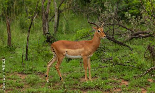 A young Impala, surrounded by Green, in Kruger National Park, South Africa