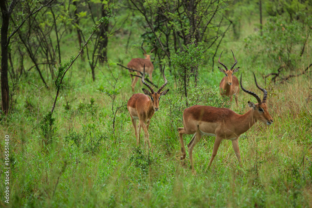 A Group of young Impalas in Kruger National Park, South Africa A Group of young Impalas in Kruger National Park, South Africa