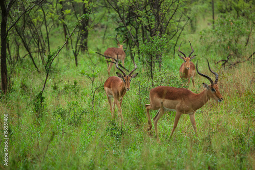 A Group of young Impalas in Kruger National Park, South Africa © christianthiel.net