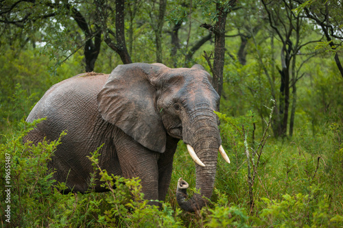 Portrait of a young Elephant surrounded by green Trees in Kruger National Park, South Africa