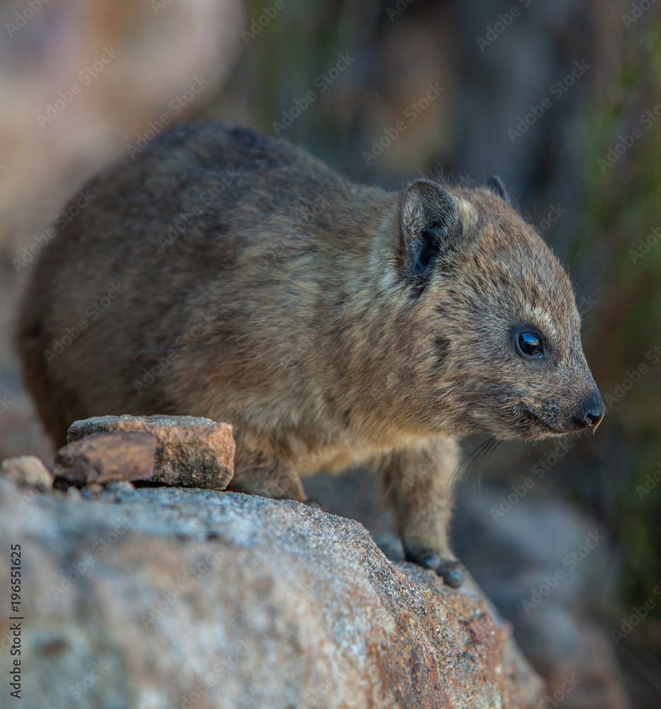 A Dassie (Rock Hyrax - Procavia capensis) climbing on Rocks A Dassie (Rock Hyrax - Procavia capensis) climbing on Rocks
