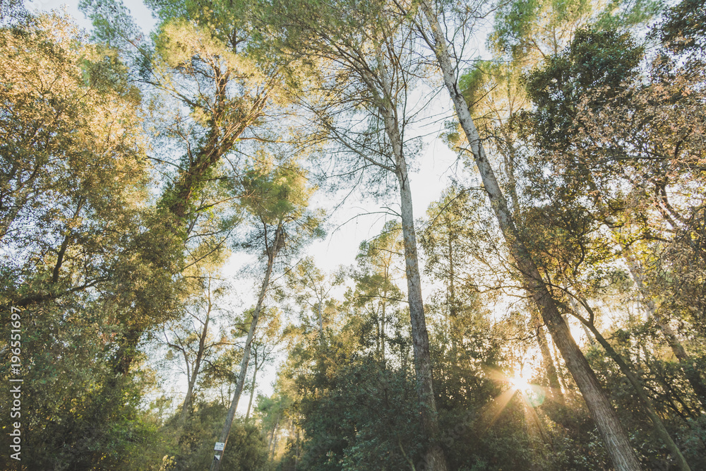 This is the view of a mediterranean forest in the late winter. It is filled with thin and tall trees. The sun is still shining behind the trees aproaching sunset. This is the view of a mediterranean forest in the late winter. It is filled with thin and tall trees. The sun is still shining behind the trees aproaching sunset.