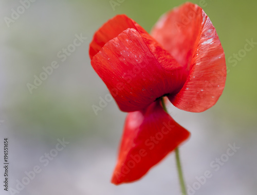 Obraz na plátne Poppy.