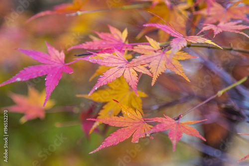 Outono japon  s colora    o das Folgas