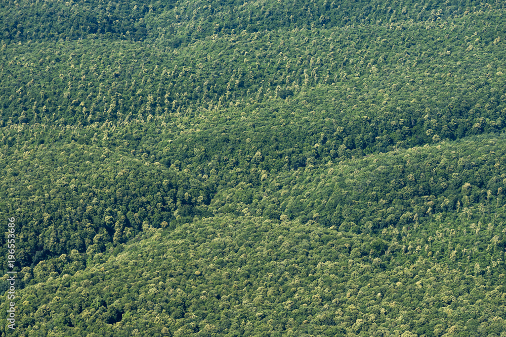 Aerial image of forests covering the volcanic zone of Colli Albani (Alban hills)