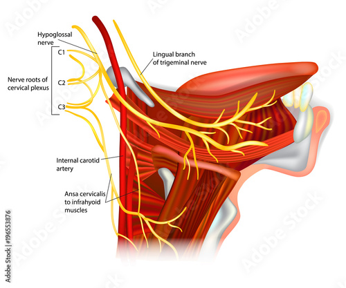 Cranial Nerves - hypoglossal nerve. Ansa hypoglossi and muscles supplied by the hypoglossal nerve.
