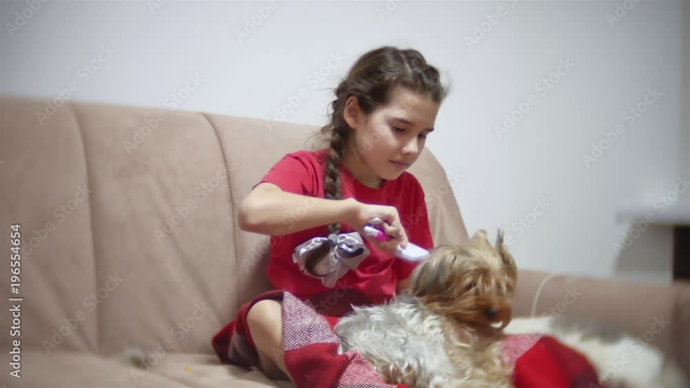 the girl is combing the dog. baby girl doing a hairstyle for a pet indoors Yorkshire Terrier dog the girl is combing the dog. baby girl doing a hairstyle for a pet indoors Yorkshire Terrier dog