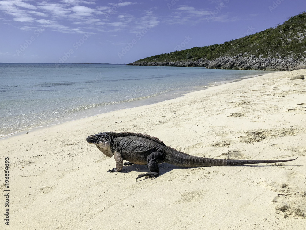 Fototapeta premium Karibik 2018 Exuma