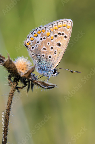 Wallpaper Mural Small butterfly dove sits on a dry spikelet of grass Torontodigital.ca
