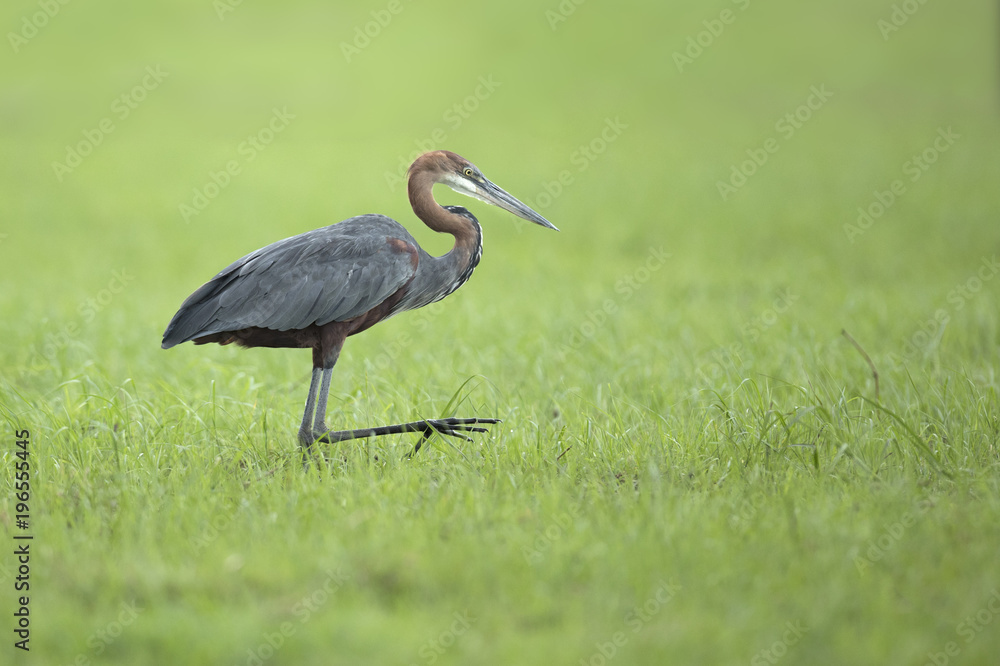 Fototapeta premium Goliath Heron