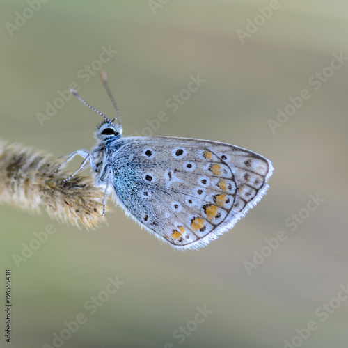 Wallpaper Mural Small butterfly dove sits on a dry spikelet of grass Torontodigital.ca