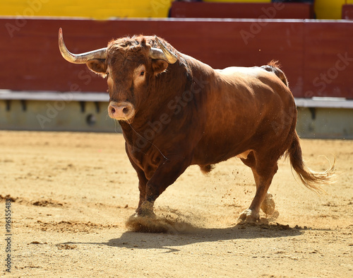animal traditional of spain