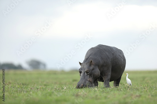 Hippo in the Okavango Delta