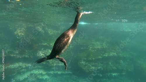 Remarkable footage of a cormorant bird diving and swimming underwater in the Galapagos Islands, Ecuador. photo