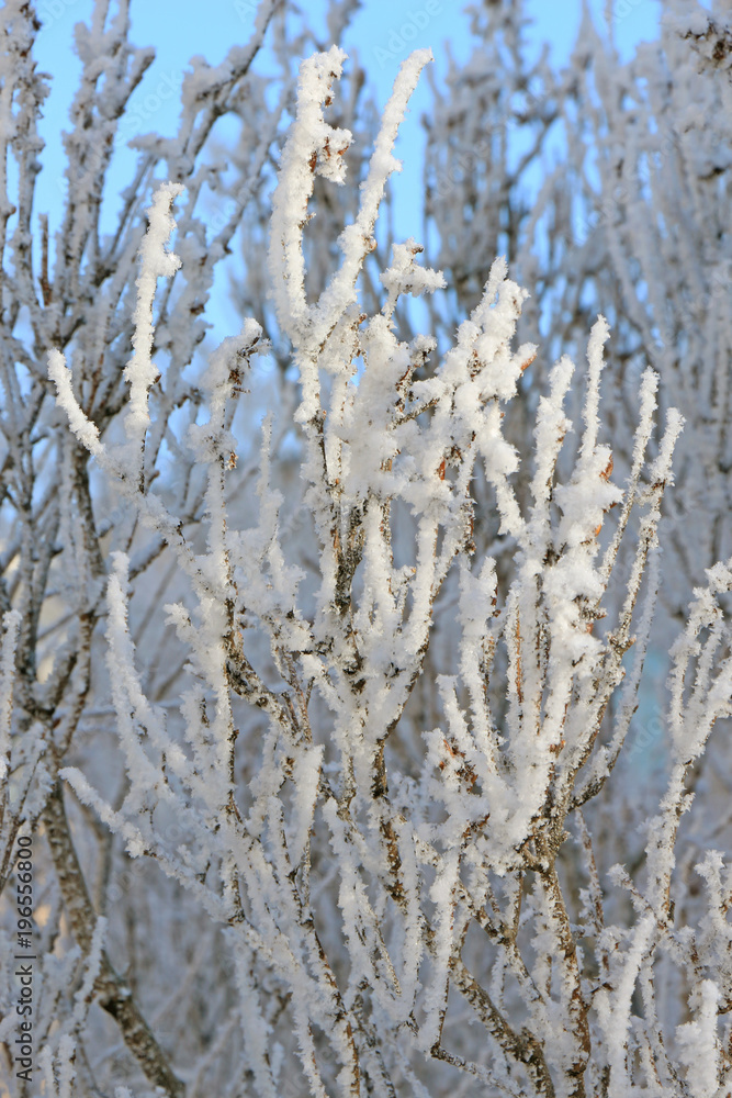 branches of bushes covered with hoarfrost branches of bushes covered with hoarfrost
