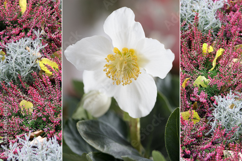 Collage - weiße Christrose und Erika mit Silberdraht