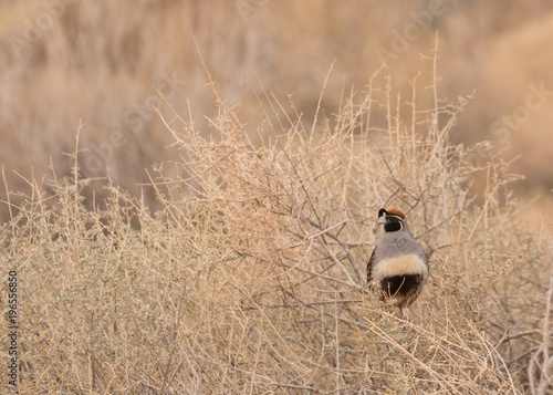 A male Gambel`s quail perched in a desert bush watching over his territory. photo