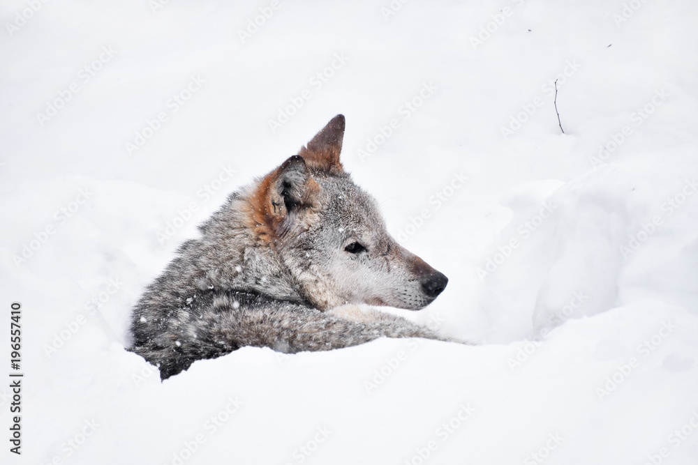 Fototapeta premium Grey wolf resting in deep snow winter den lair