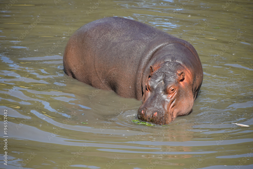 One hippo swims and walks in water One hippo swims and walks in water