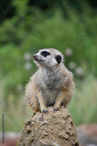 Close up portrait of meerkat looking away © breakingthewalls