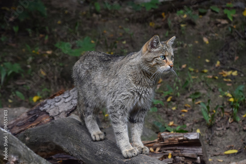 European wildcat standing side view close up