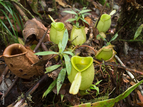 Strange and interesting plant found in the jungle of Papua, Indonesia