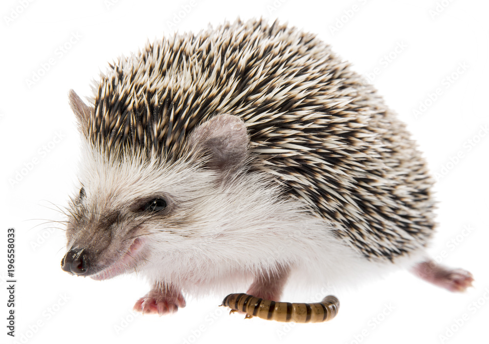 Obraz premium Four-toed Hedgehog (African pygmy hedgehog) - Atelerix albiventris