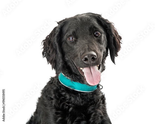 Fototapeta Naklejka Na Ścianę i Meble -  Closeup Black Labrador Retriever Dog