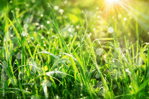 Gras im Frühling