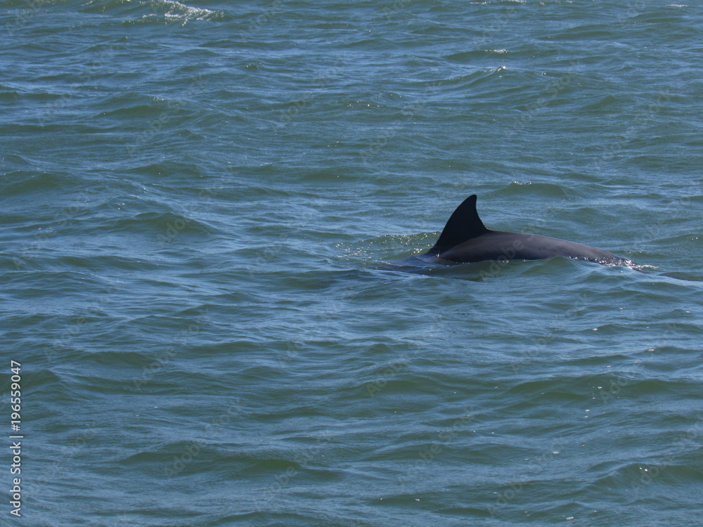 Fototapeta premium Golfinho em Laguna - SC