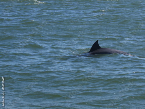 Golfinho em Laguna - SC