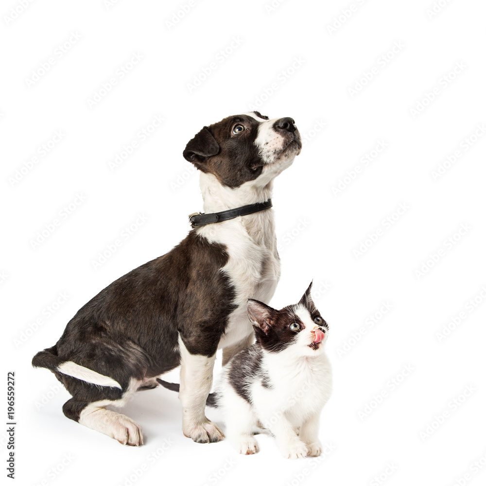 Obraz premium Cute Puppy i Kitten Razem Siedzi Patrząc W Górę