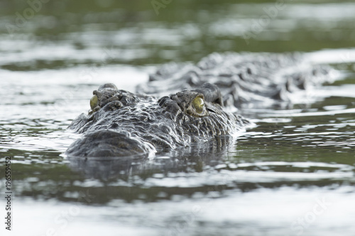 Crocodile close up © 2630ben