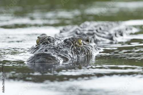 Crocodile close up photo