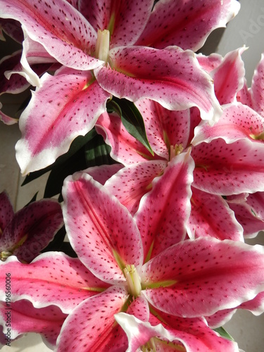 Fototapeta Naklejka Na Ścianę i Meble -  Lys