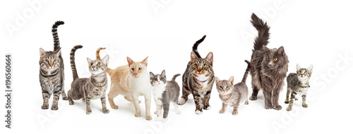 Row of Cats and Kittens Horizontal Web Banner © adogslifephoto