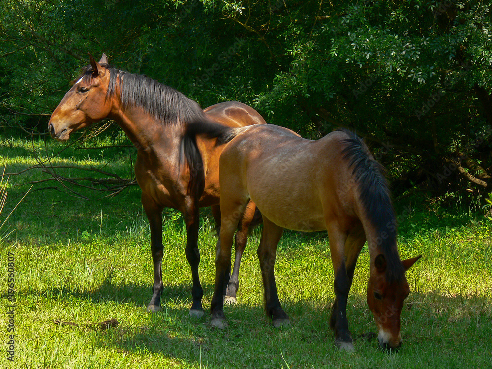 O cavalo é um animal mamífero que faz parte do grupo familiar dos ...